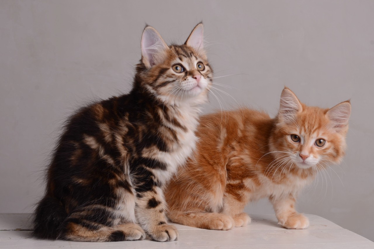 Распознать породу кота по фото онлайн